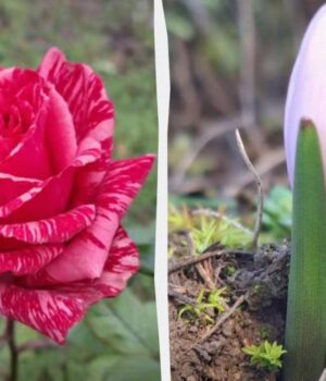 Аномальний-грудень-у-Бессарабії:-на-півдні-України-перед-Новим-роком-розпустилися-квіти