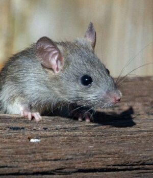 Миші-втечуть-за лічені-хвилини:-простий-лайфгак-з оцтом-очистить-гараж-і льох-без-пасток