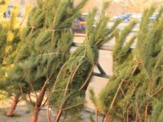 Куди подіти новорічну ялинку в Луцьку після свят: основні поради Куди-подіти-новорічну-ялинку-в-Луцьку-після-свят:-основні-поради