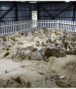 Люди-на-території-України-змогли-пережити-льодовиковий-період-завдяки-мамонтам Люди-на-території-України-змогли-пережити-льодовиковий-період-завдяки-мамонтам