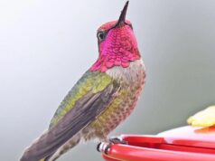 Дикі птахи швидко мутують і колонізують людські міста, – вчені Дикі-птахи-швидко-мутують-і-колонізують-людські-міста,-–-вчені