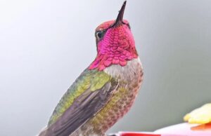 Дикі птахи швидко мутують і колонізують людські міста, – вчені Дикі-птахи-швидко-мутують-і-колонізують-людські-міста,-–-вчені