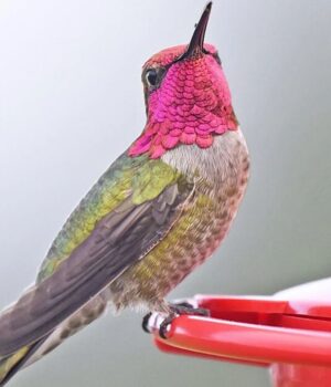 Дикі-птахи-швидко-мутують-і-колонізують-людські-міста,-–-вчені