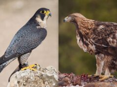 Понад 300 км/год у повітрі: які птахи найшвидші у світі Понад-300-км/год-у-повітрі:-які-птахи-найшвидші-у-світі