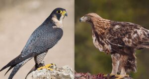 Понад 300 км/год у повітрі: які птахи найшвидші у світі Понад-300-км/год-у-повітрі:-які-птахи-найшвидші-у-світі