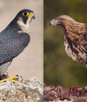 Понад-300-км/год-у-повітрі:-які-птахи-найшвидші-у-світі Понад-300-км/год-у-повітрі:-які-птахи-найшвидші-у-світі