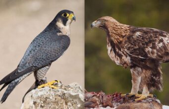 Понад 300 км/год у повітрі: які птахи найшвидші у світі Понад-300-км/год-у-повітрі:-які-птахи-найшвидші-у-світі