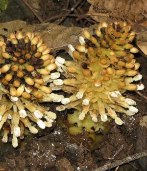 Паразит,-схожий-на-гриб:-учені-розповіли-про-одну-з-найбільш-незвичайних-рослин-у-світі Паразит,-схожий-на-гриб:-учені-розповіли-про-одну-з-найбільш-незвичайних-рослин-у-світі