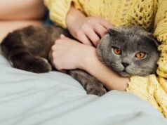 Де кішкам подобається, коли їх гладять: 7 “правильних” місць Де-кішкам-подобається,-коли-їх-гладять:-7-“правильних”-місць