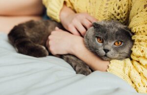 Де кішкам подобається, коли їх гладять: 7 “правильних” місць Де-кішкам-подобається,-коли-їх-гладять:-7-“правильних”-місць