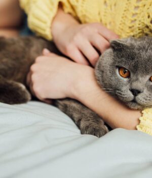 Де-кішкам-подобається,-коли-їх-гладять:-7-“правильних”-місць