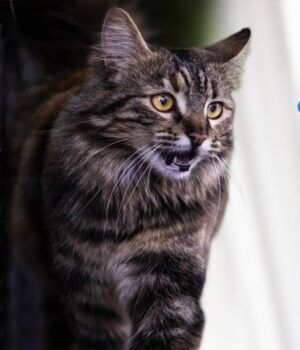 Сказ-на-Волині:-найбільше-звернень-щодо-укусів-тварин-цьогоріч-зафіксували-в-Луцькому-районі