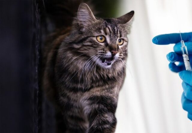 Сказ на Волині: найбільше звернень щодо укусів тварин цьогоріч зафіксували в Луцькому районі Сказ-на-Волині:-найбільше-звернень-щодо-укусів-тварин-цьогоріч-зафіксували-в-Луцькому-районі