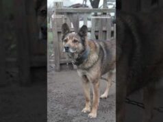 Наряджає ялинку під вибухами за 10 км від фронту (ВІДЕО) Наряджає ялинку під вибухами за 10 км від фронту (ВІДЕО)