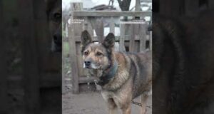 Наряджає ялинку під вибухами за 10 км від фронту (ВІДЕО) Наряджає ялинку під вибухами за 10 км від фронту (ВІДЕО)