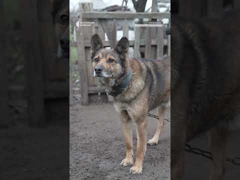 Наряджає ялинку під вибухами за 10 км від фронту (ВІДЕО) Наряджає ялинку під вибухами за 10 км від фронту (ВІДЕО)