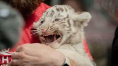 Росіяни ударили по зоопарку під Харковом. Що відомо і які тварини загинули Росіяни-ударили-по-зоопарку-під-Харковом.-Що-відомо-і-які-тварини-загинули