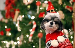 Порятунок від зимової хандри: як собаки допомагають пережити “темні часи” без депресії Порятунок від-зимової-хандри:-як собаки-допомагають-пережити-“темні-часи”-без-депресії