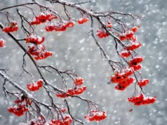 В Україні очікується мороз до 14 градусів: погода на 2 січня В Україні очікується мороз до 14 градусів: погода на 2 січня