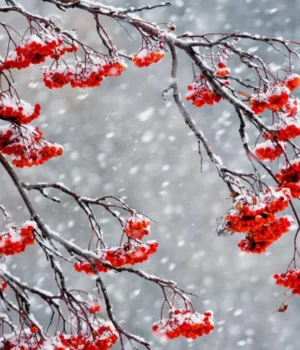 В Україні очікується мороз до 14 градусів: погода на 2 січня