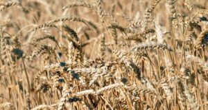 Україна втрачає позиції: за останні пів року експорт зернових різко скоротився Україна-втрачає-позиції:-за-останні-пів-року-експорт-зернових-різко-скоротився