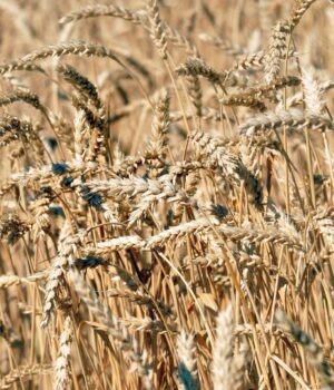 Україна-втрачає-позиції:-за-останні-пів-року-експорт-зернових-різко-скоротився