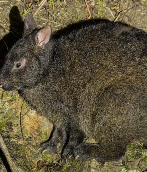 Цей-рідкісний-заєць-не-змінився-за-6-мільйонів-років-і-ховається-в-японських-лісах