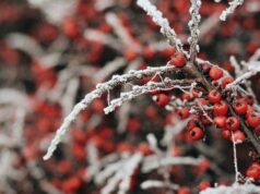 День ангела 3 січня: кого та як вітати з іменинами День-ангела-3 січня:-кого-та як вітати-з іменинами