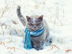 Якою буде погода в Луцьку та на Волині завтра, 4 січня Якою-буде-погода-в-Луцьку-та-на-Волині-завтра,-4-січня