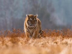 Дика тигриця та п’ять її дитинчат попали на відео: це велика перемога у збереженні тигрів Дика-тигриця-та-п’ять-її-дитинчат-попали-на-відео:-це-велика-перемога-у-збереженні-тигрів