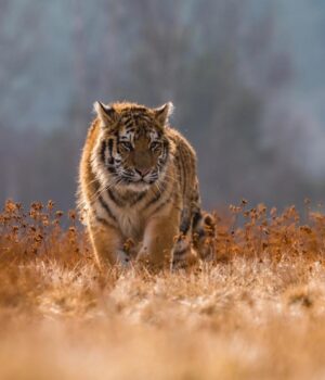 Дика-тигриця-та-п’ять-її-дитинчат-попали-на-відео:-це-велика-перемога-у-збереженні-тигрів