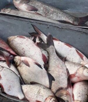 У-Ковелі-оштрафували-жінку-за-неправильний-продаж-риби У-Ковелі-оштрафували-жінку-за-неправильний-продаж-риби