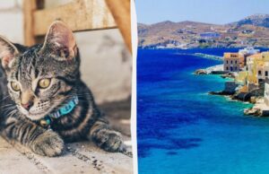 Угода мрії: острів у Греції пропонує безкоштовне житло в обмін на догляд за котами Угода-мрії:-острів-у-Греції-пропонує-безкоштовне-житло-в-обмін-на-догляд-за-котами
