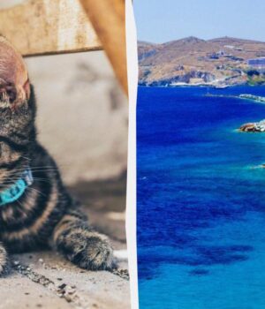 Угода-мрії:-острів-у-Греції-пропонує-безкоштовне-житло-в-обмін-на-догляд-за-котами