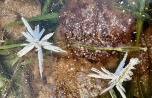 Морози до -19°: цього тижня на Волині пануватиме зимова погода Морози-до-19°:-цього-тижня-на-Волині-пануватиме-зимова-погода