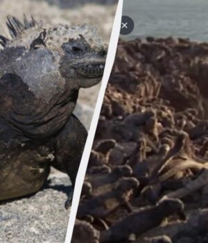 Чхають-сіллю-і-можуть-до-години-не-дихати:-що-відомо-про-унікальних-мешканців-океану