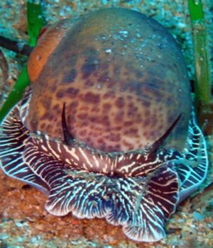 Терплячі-вбивці:-ці-молюски-просвердлюють-“домівки”-своїх-жертв-і-перетворюють-їх-на-суп