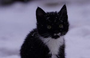 Новорічне диво: з допомогою соцмереж волинські бійці знайшли дім для кошеняти з фронту Новорічне-диво:-з-допомогою-соцмереж-волинські-бійці-знайшли-дім-для-кошеняти-з-фронту