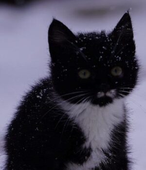 Новорічне-диво:-з-допомогою-соцмереж-волинські-бійці-знайшли-дім-для-кошеняти-з-фронту