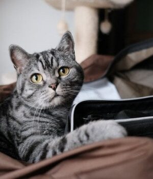 Чому-коти-панічно-бояться-пилососа-та фена:-несподіване-пояснення-вчених