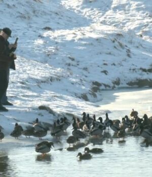 Занурювався-у-воду-при-−30॰С:-луцькі-моржі-про-зимові-купання Занурювався-у-воду-при-−30॰С:-луцькі-моржі-про-зимові-купання