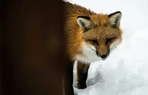 У місті на Волині скажена лисиця напала на домашнього пса: оголосили карантин У-місті-на-Волині-скажена-лисиця-напала-на-домашнього-пса:-оголосили-карантин