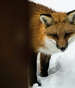 У-місті-на-Волині-скажена-лисиця-напала-на-домашнього-пса:-оголосили-карантин