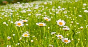 Як звичайна ромашка стала видимим сигналом зміни клімату. Дослідження Як-звичайна-ромашка-стала-видимим-сигналом-зміни-клімату.-Дослідження