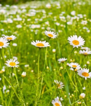 Як-звичайна-ромашка-стала-видимим-сигналом-зміни-клімату.-Дослідження Як-звичайна-ромашка-стала-видимим-сигналом-зміни-клімату.-Дослідження