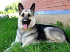 Волинянин через порушення правил вигулу залишився без собаки Волинянин-через-порушення-правил-вигулу-залишився-без-собаки