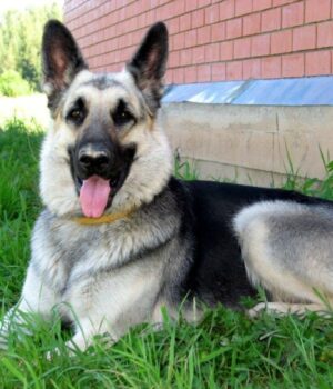 Волинянин-через-порушення-правил-вигулу-залишився-без-собаки Волинянин-через-порушення-правил-вигулу-залишився-без-собаки