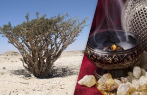 Скорочується природне джерело ладану, відомого ще з біблійних часів: стали відомі причини Скорочується-природне-джерело-ладану,-відомого-ще-з-біблійних-часів:-стали-відомі-причини