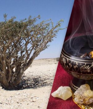 Скорочується-природне-джерело-ладану,-відомого-ще-з-біблійних-часів:-стали-відомі-причини