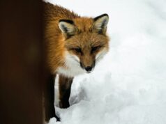 У Ковелі скажена лисиця покусала собаку У-Ковелі-скажена-лисиця-покусала-собаку